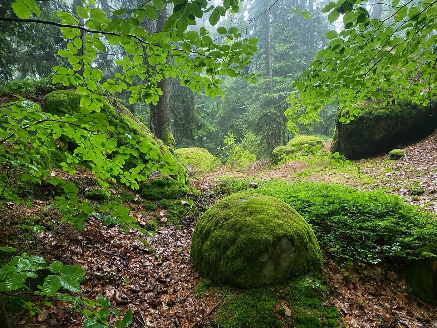 Neblig-grüner Wald mit moosbewachsenen Findlingen im weichen Licht